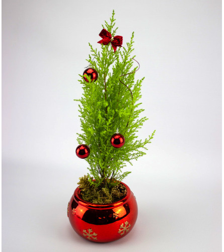 Christmas Cypress Tree. An arrangement by Just Roses Flowers and More.