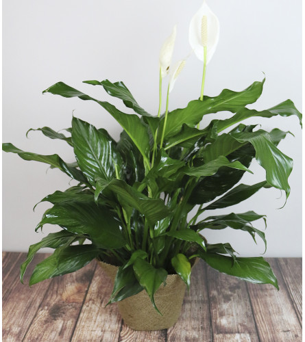 Rudy's Peace Lily Planter