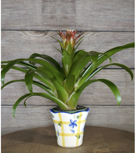 Decorative Bromeliad Planter