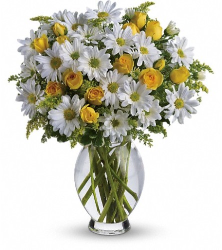 Teleflora's Amazing Daisy