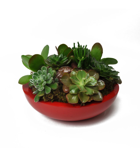 Red Hot Succulent Garden