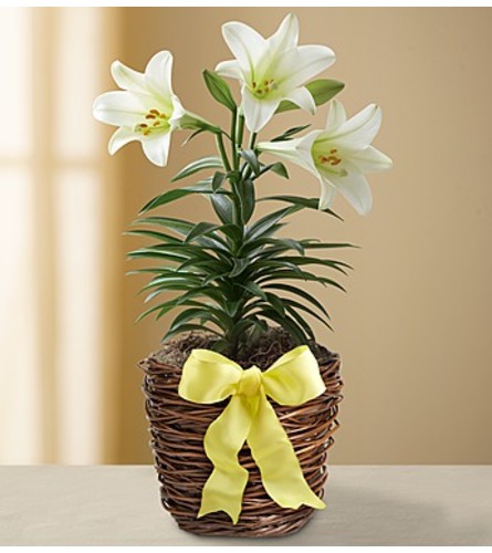 Easter Sentiments™ Lily Plant