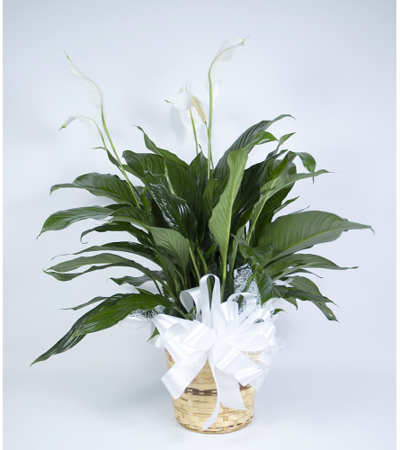 Moreno Valley Peace Lily