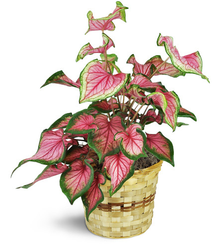 Variegated Caladium Plant