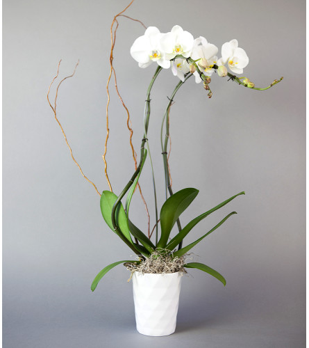 Sunnyside Gardens Decorative Orchid