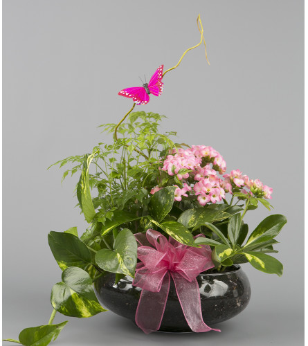 Pink Dishgarden