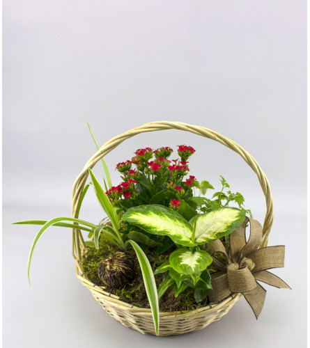 Dish Garden - Large