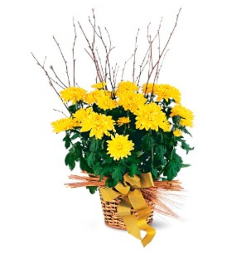 Yellow Hope Chrysanthemum