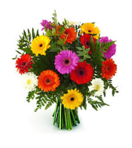 Happy Gerbera Daisies, 12-24 Stems