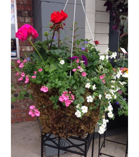 Moss hanging basket 