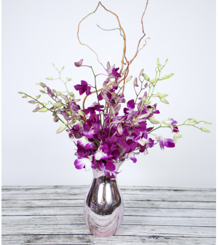 Orchid Daydream