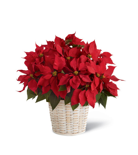 The FTD® Red Poinsettia Basket (Large)