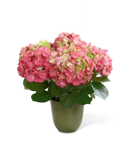 The FTD® Pink Hydrangea Planter