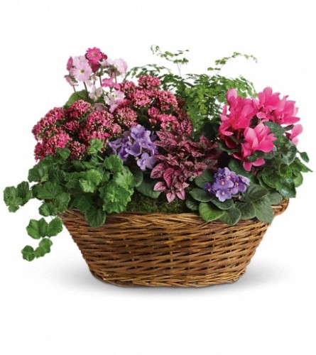 Simply Chic Mixed Plant Basket