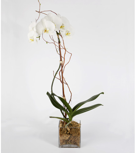 White Phalaenopsis Plant