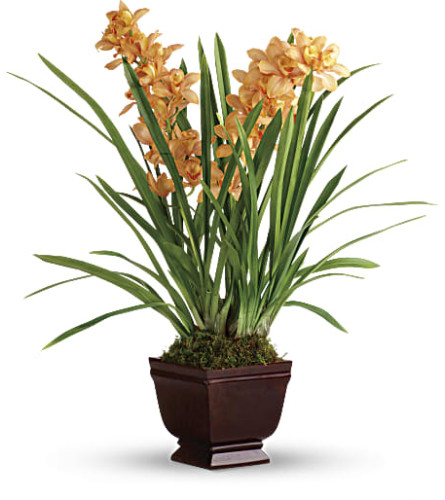 Teleflora's Regally Yours Orchid