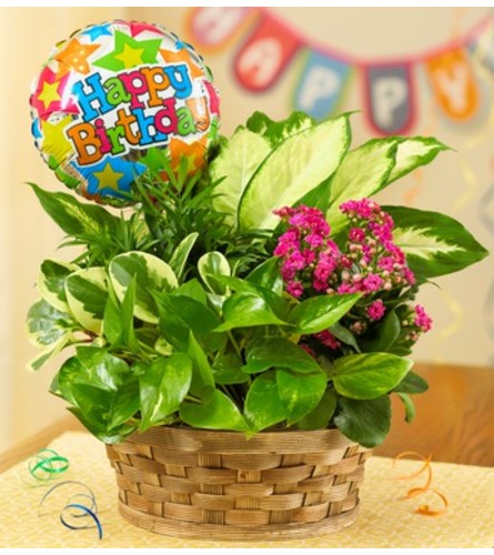 Happy Birthday Blooming Dish Garden