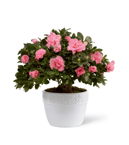 The FTD® Vibrant Sympathy™ Planter