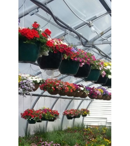 Assorted Hanging Baskets