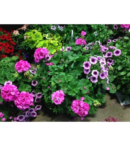 FLOWERING PLANTS