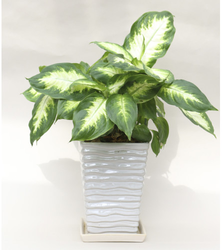 Dieffenbachia Planter