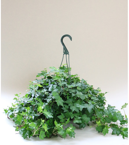 Ivy Hanger