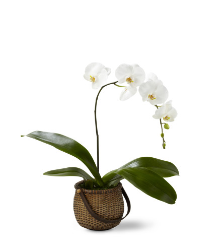 The FTD® White Phalaenopsis Orchid