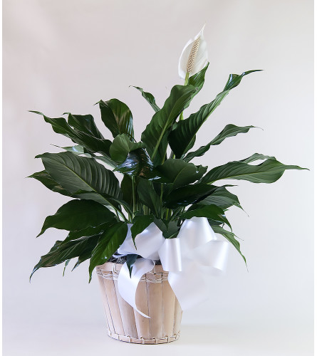 Upscale Peace Lily