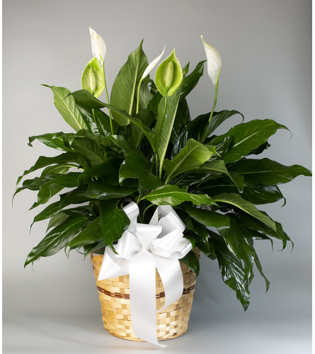 Seithel's Peace Lily in Brown Basket