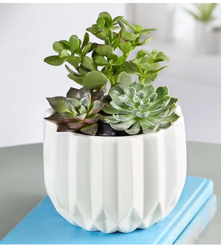 Succulent Garden Planter