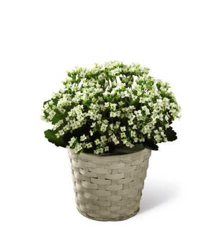 The FTD® White Kalanchoe