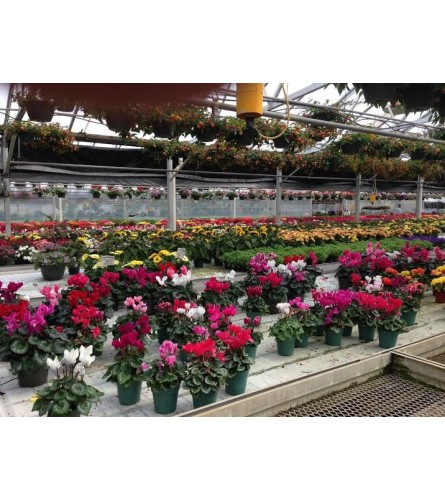 BRIGHT PLANTS