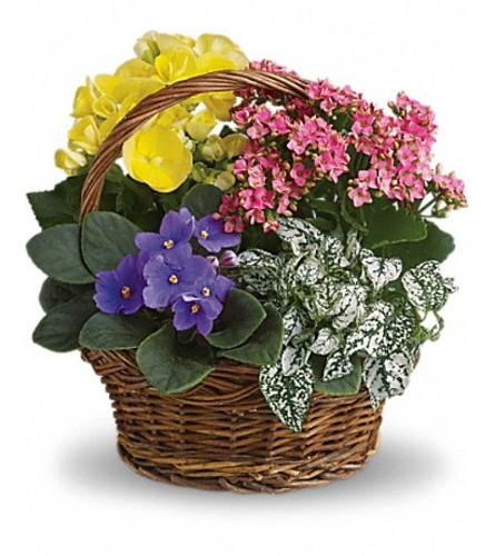 SPRING MIX BASKET