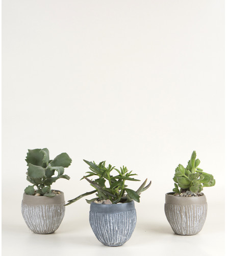 Set of 3 Succulent Plants