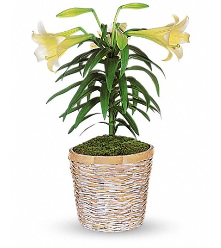 Blooming Easter Lily Plant