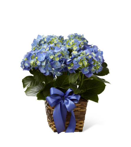 The FTD® Blue Hydrangea Planter