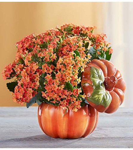 Pumpkin Patch Kalanchoe™