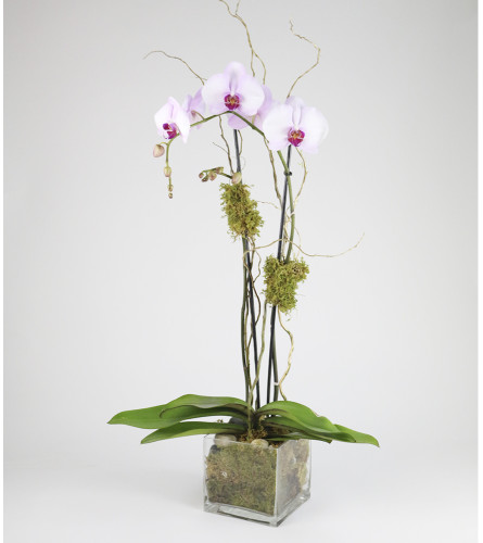 Double Phalaenopsis Orchid Plant