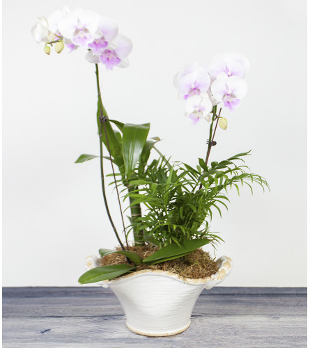 Decorative Orchid Plant