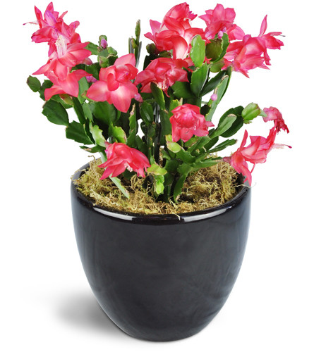 Classic Christmas Cactus