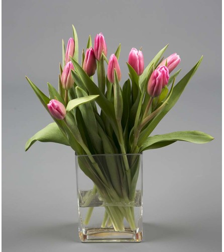 Gotta Have You Tulips
