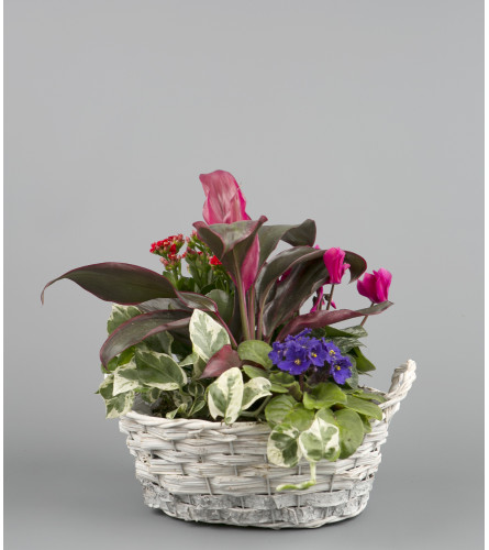 Mixed Plant Basket