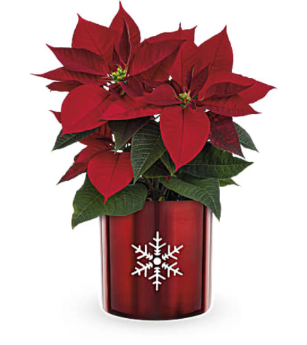 Teleflora's Snowflake Poinsettia