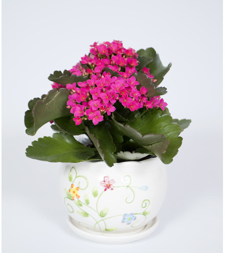 Vibrant Kalanchoe Plant