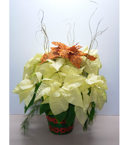 White Poinsettia Basket