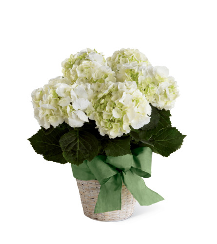 The FTD® White Hydrangea Planter