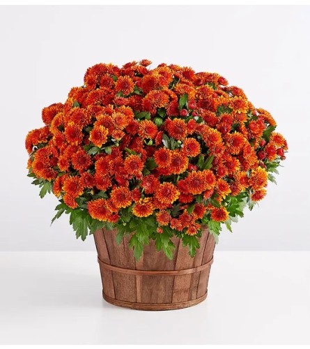 Fall Mum Plant 8"