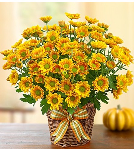 Fall Mum in Basket