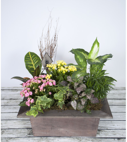 Boxed Indoor Garden