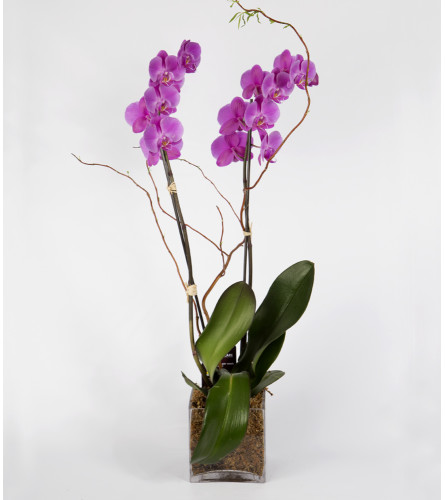 Double Purple Phalaenopsis Orchid